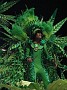 carnaval 20